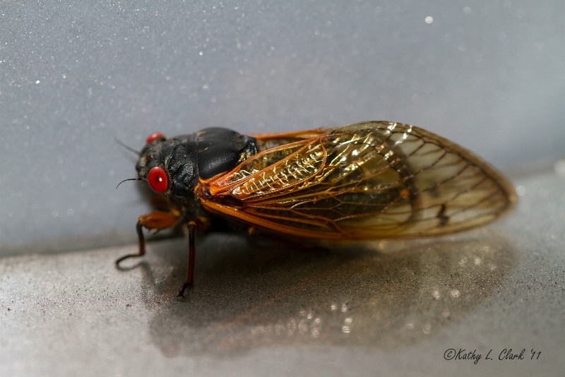Red Bug Eyed Cicada