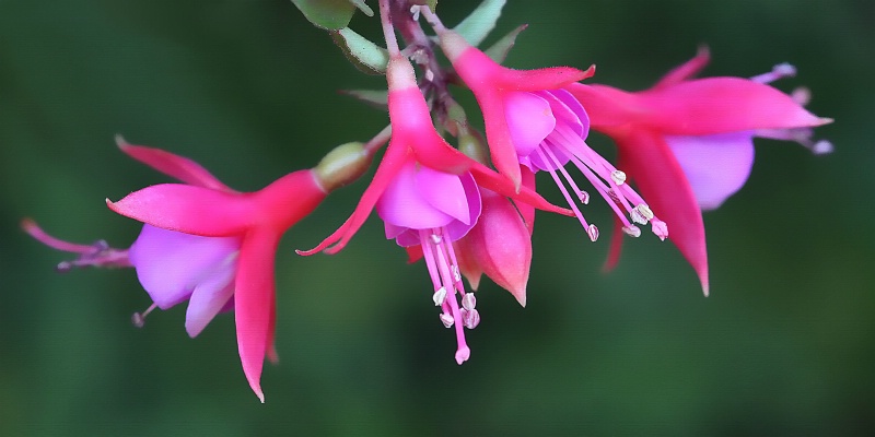 fuschia