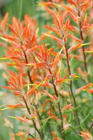 Indian Paintbrush