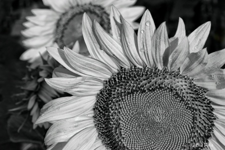 Sunflower in b&w