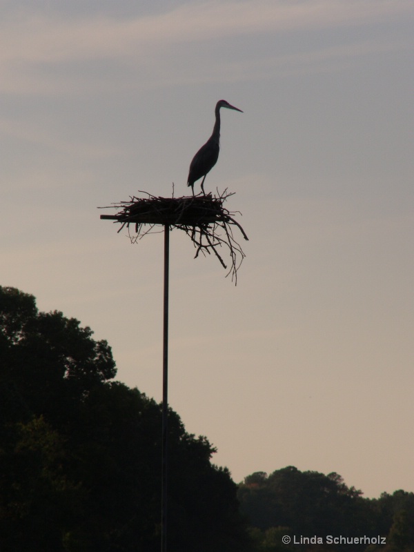 Heron on Osprey nest