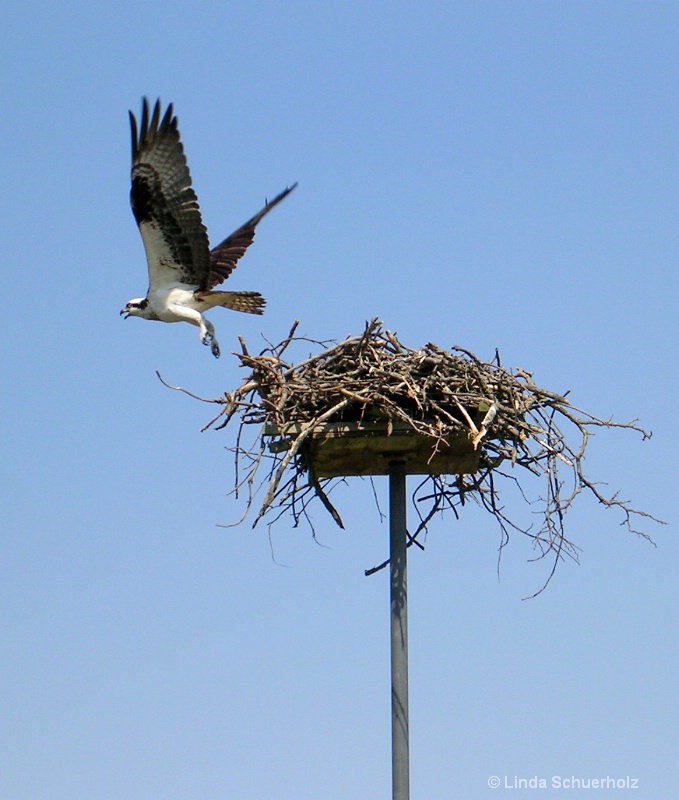 osprey take off