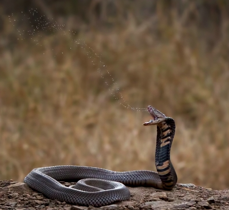 Spitting cobra