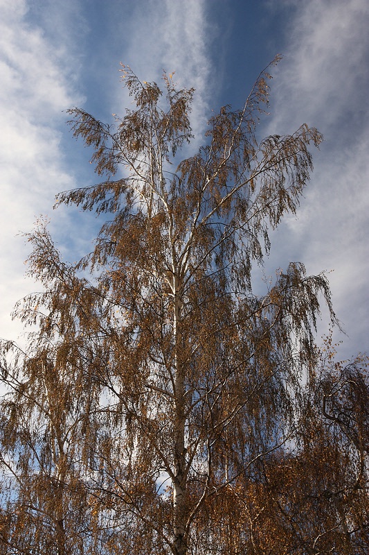 Reaching the sky