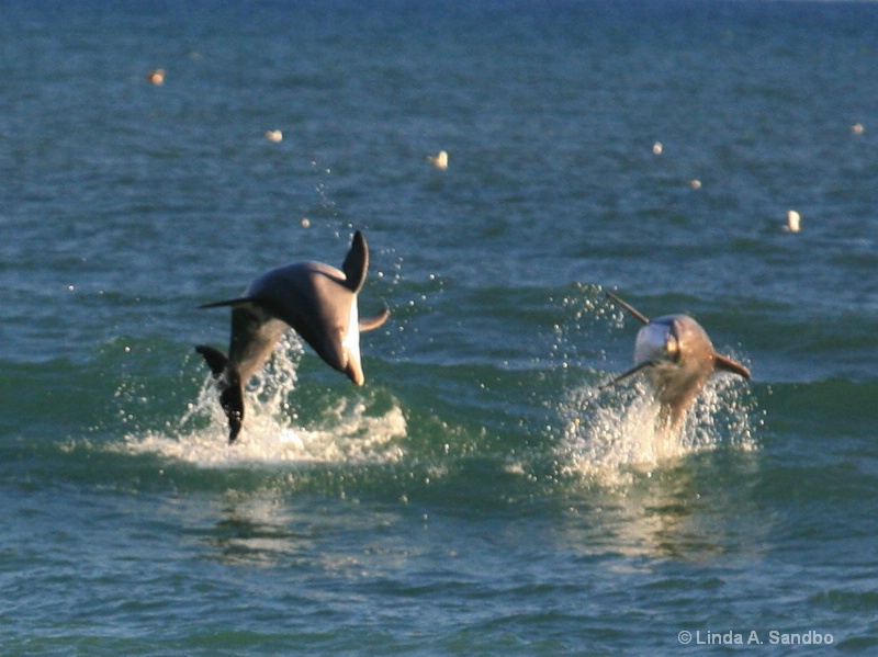 Playful Porpoises
