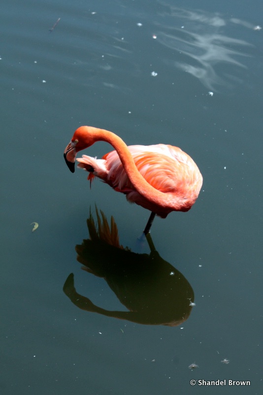 Pink Flamingo