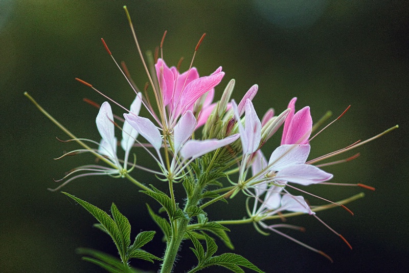 cleome (2)