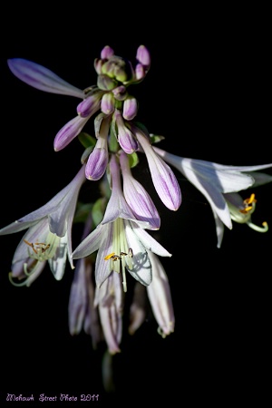 Hosta