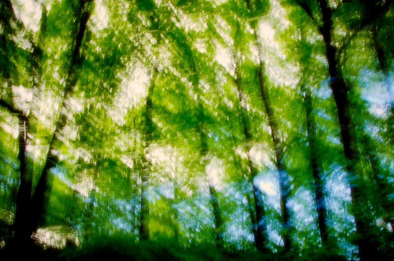 Spring Forest abstract