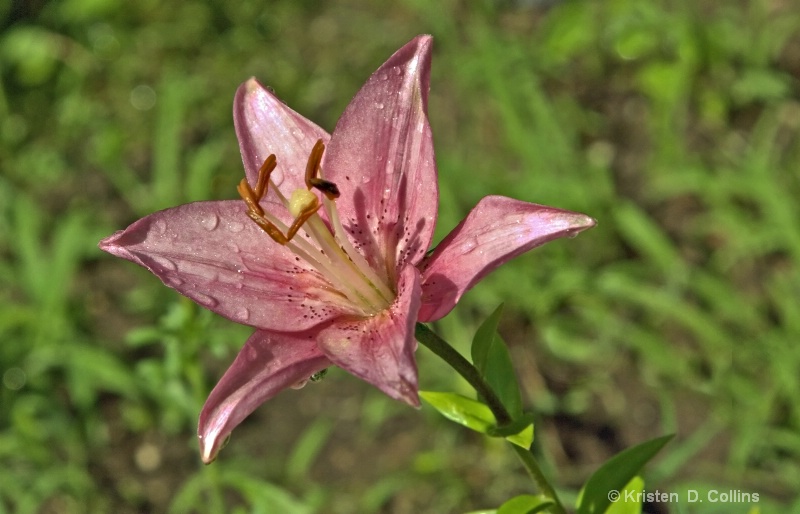 Deep Pink Lily