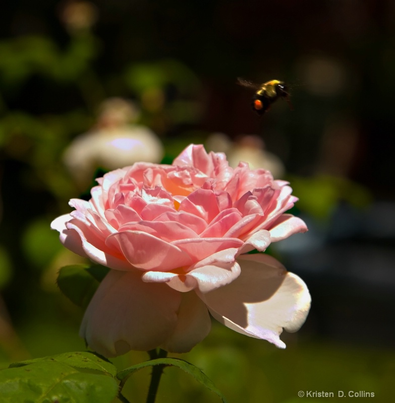 Rose and Bee