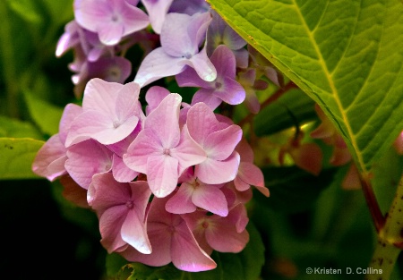 Pink Hydrangea