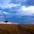 © Dawn Miller PhotoID# 11959657: mara landscape