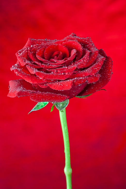 Red Rose#II