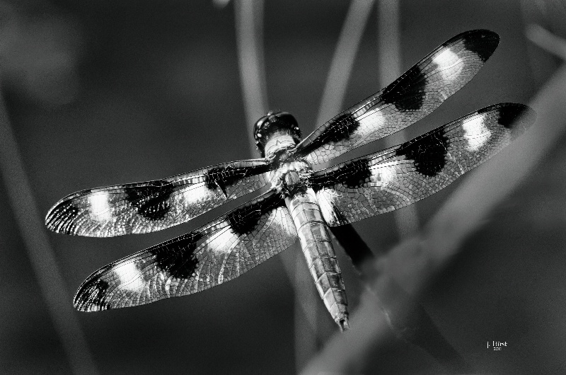Dragonfly - 12 Spotted Skimmer