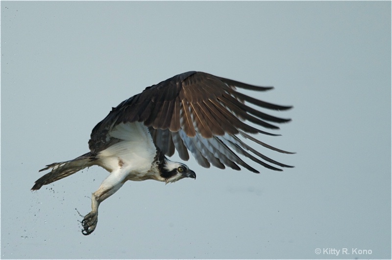 Osprey with Fish that Got Away