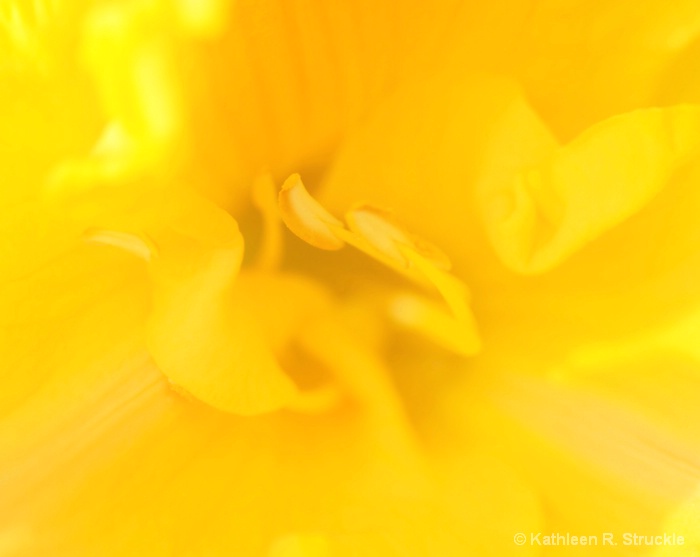 Dreamy Yellow