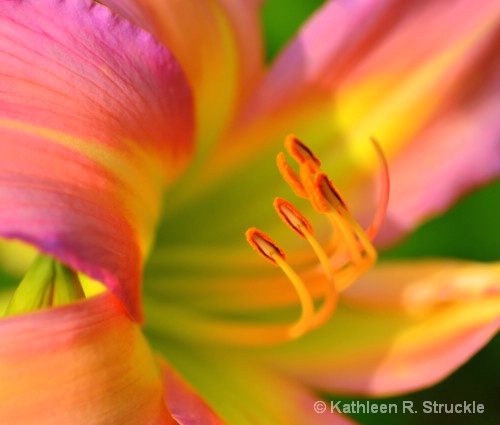 Colorful Lily