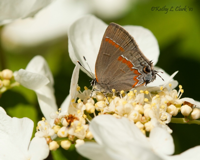 Banded Hairstreak Butterfly