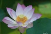 Lotus dream II