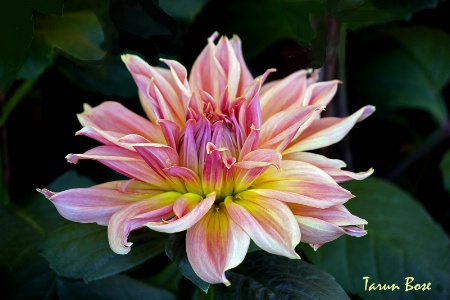 Multicoloured Dahlia.