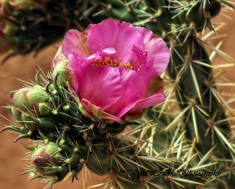 Cactus Bloom