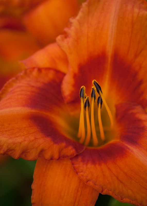 Lily Field of Orange