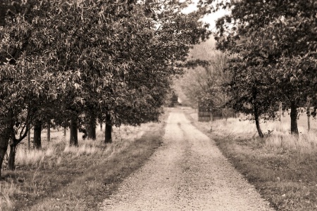 Country Lane 1924
