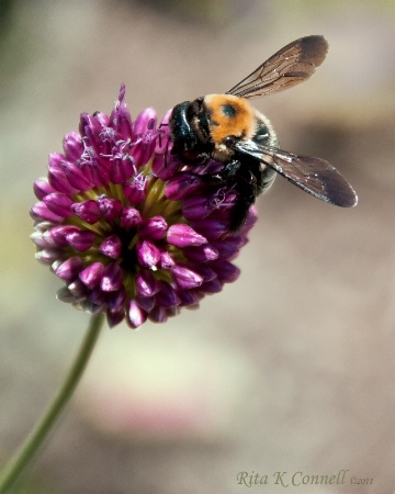buzzzz... BEE