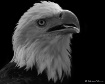 American Pride