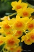 Orchids