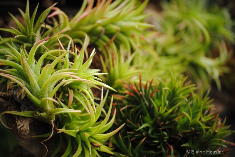 Bromeliads