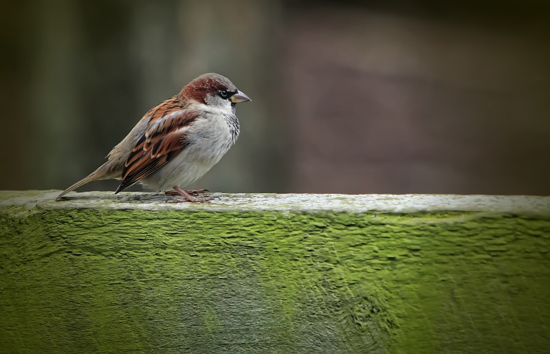 Little sparrow