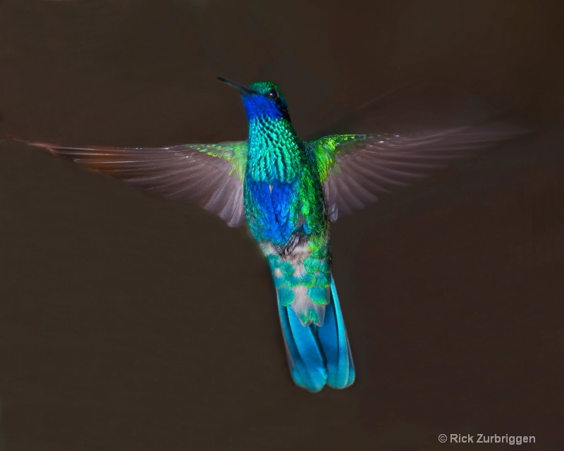 Hummingbird Ecuador - ID: 11970505 © Rick Zurbriggen