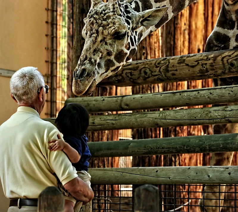 Chaffee Zoo Mourns Death of Baby Giraffe