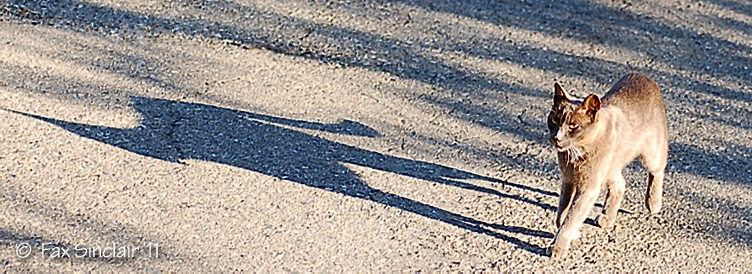 Graceson Walks - ID: 11971691 © Fax Sinclair