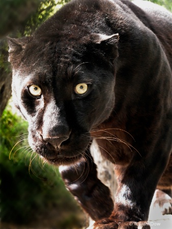 Boo Black Leopard 01-Panthera pardus