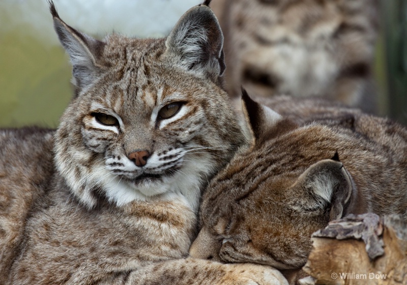 Jazzy & Cassie-Bobcat-Felis rufus - ID: 11972911 © William Dow