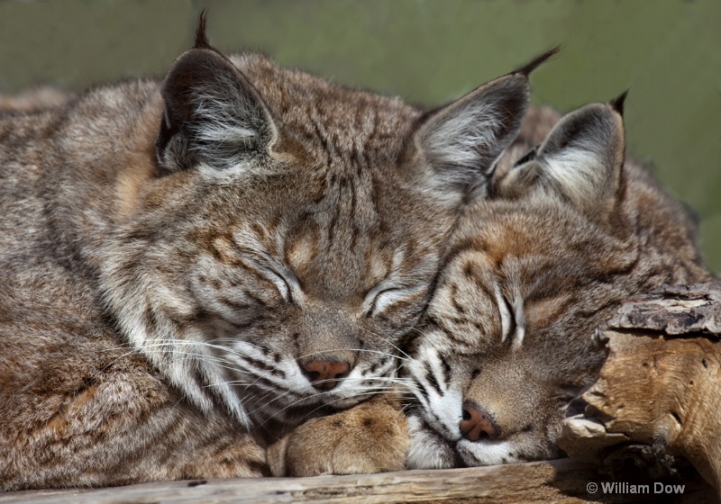 Jazzy & Cassey-Bobcat-Felis rufus