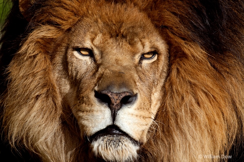 louis 5adj - ID: 11972916 © William Dow
