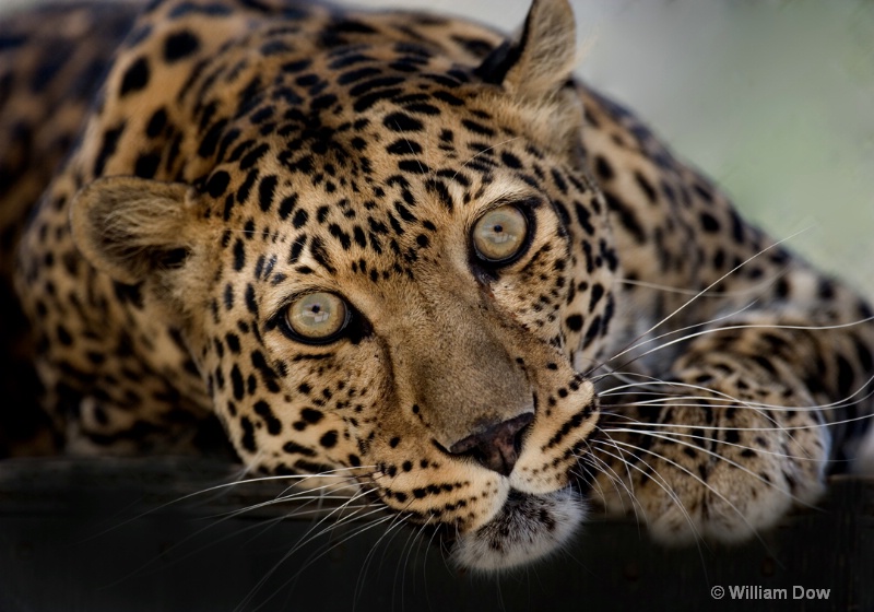 Savannah 04-Leopard-panthera pardus - ID: 11972918 © William Dow
