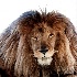 © William Dow PhotoID # 11972929: African lion-Panthera leo-Zeus