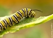 Monarch Caterpill...
