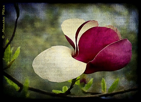 Magnolia on canvas