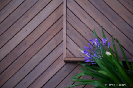 after: diagonal deck flowers-again trying to focus