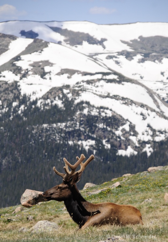 Elk on the Tundra