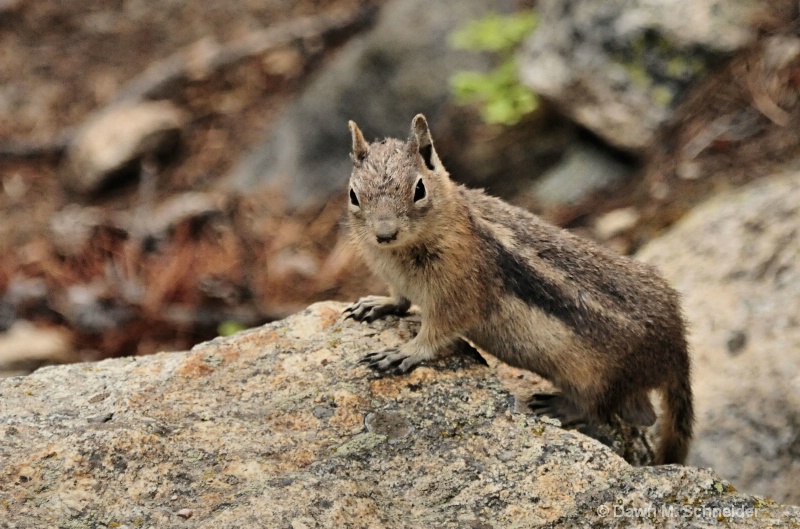 Mountain chipmunk