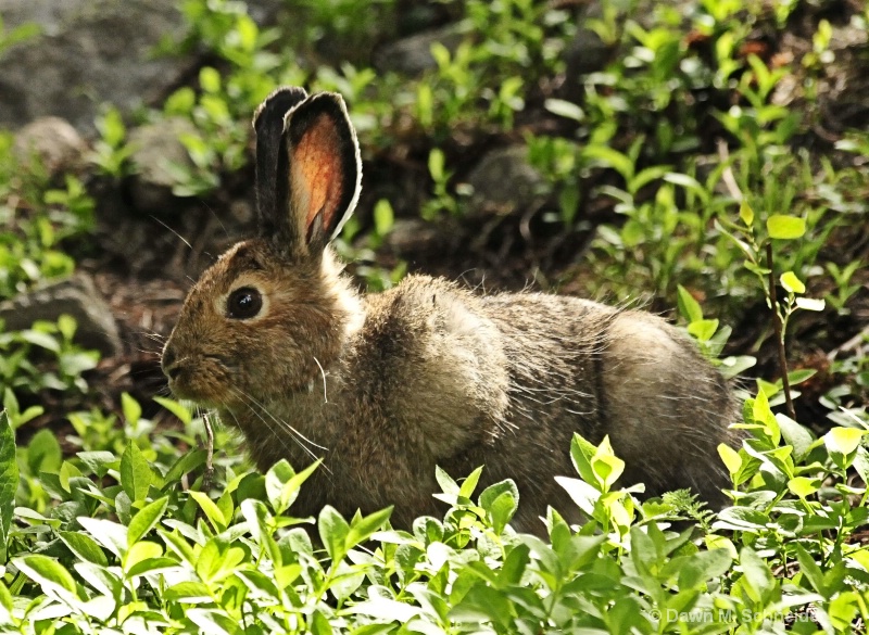 Schwarzenbunny