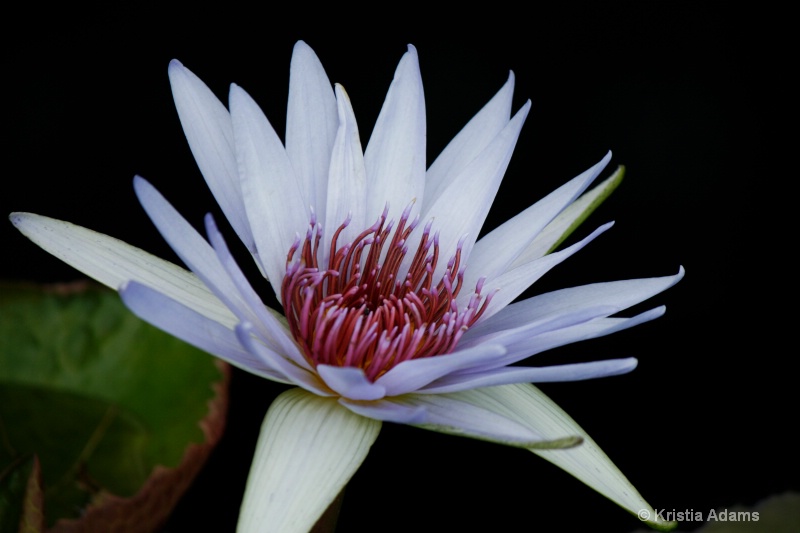 Water Lily 11-3