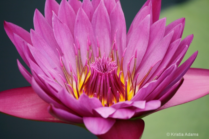 Water Lily 11-1